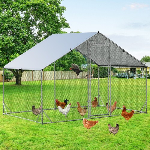 Large spire shaped chicken - spire-shaped,