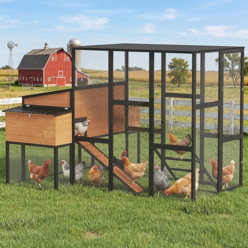 105 large chicken - chicken, coop