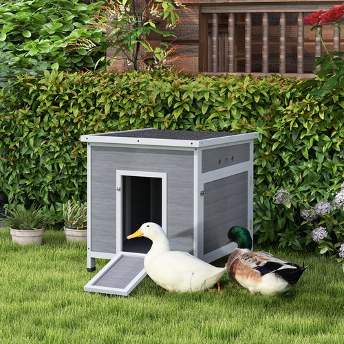 Duck coop for ducks - duck,