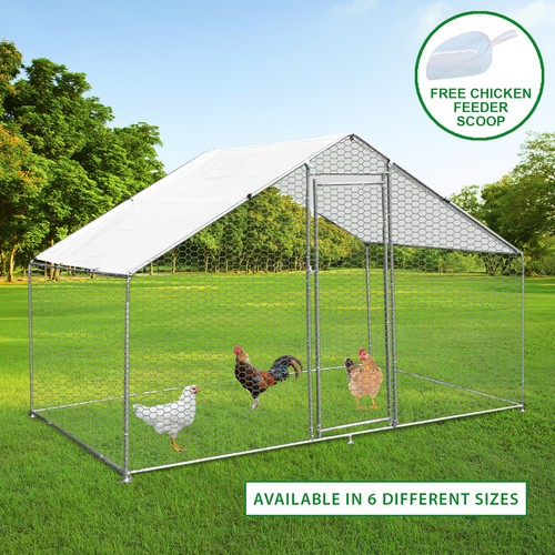 Chicken run walk animal - walk, pen